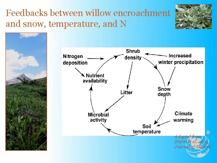 Feedbacks between willow encroachment and snow, temperature, and N Adapted from Sturm et al.