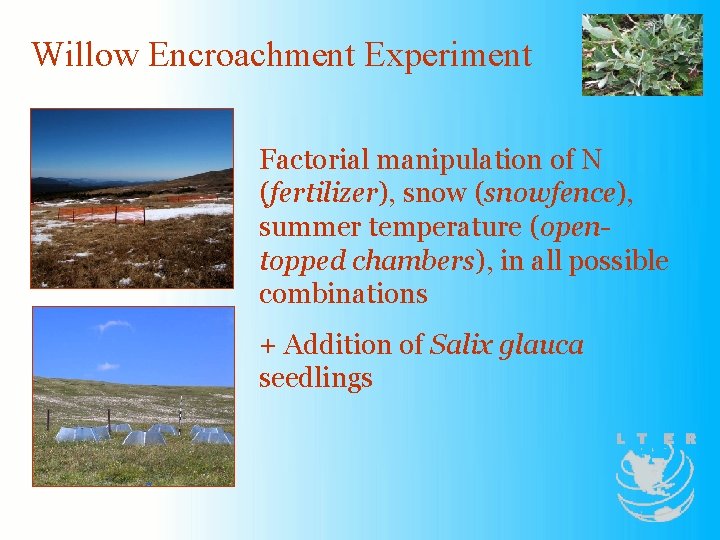 Willow Encroachment Experiment Factorial manipulation of N (fertilizer), snow (snowfence), summer temperature (opentopped chambers),