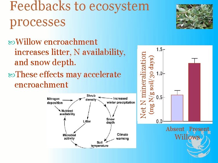 Feedbacks to ecosystem processes (mg N/g soil/30 days) increases litter, N availability, and snow