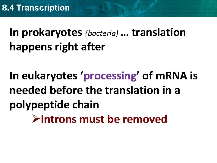 8. 4 Transcription In prokaryotes (bacteria) … translation happens right after In eukaryotes ‘processing’