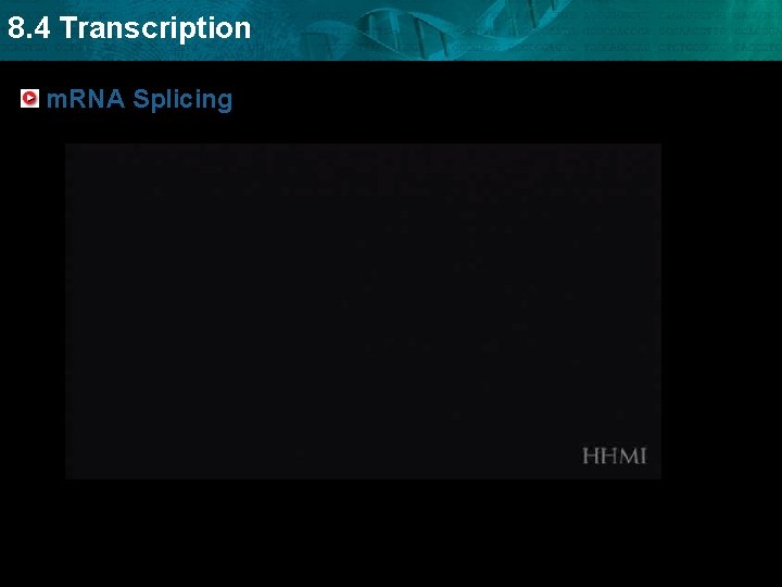 8. 4 Transcription m. RNA Splicing 