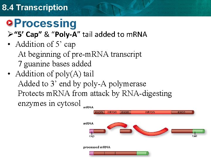 8. 4 Transcription Processing Ø“ 5’ Cap” & “Poly-A” tail added to m. RNA