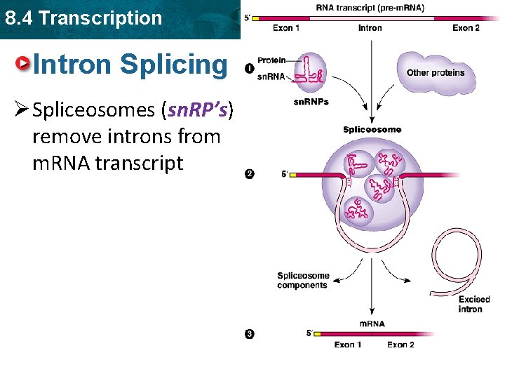 8. 4 Transcription Intron Splicing Ø Spliceosomes (sn. RP’s) remove introns from m. RNA