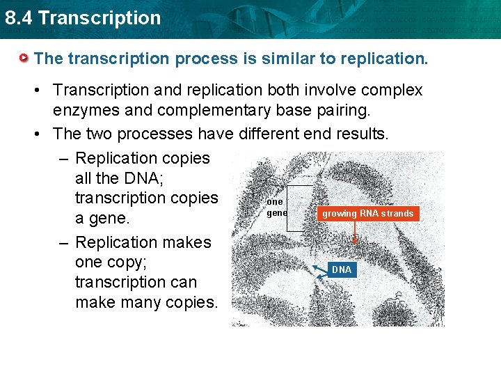 8. 4 Transcription The transcription process is similar to replication. • Transcription and replication