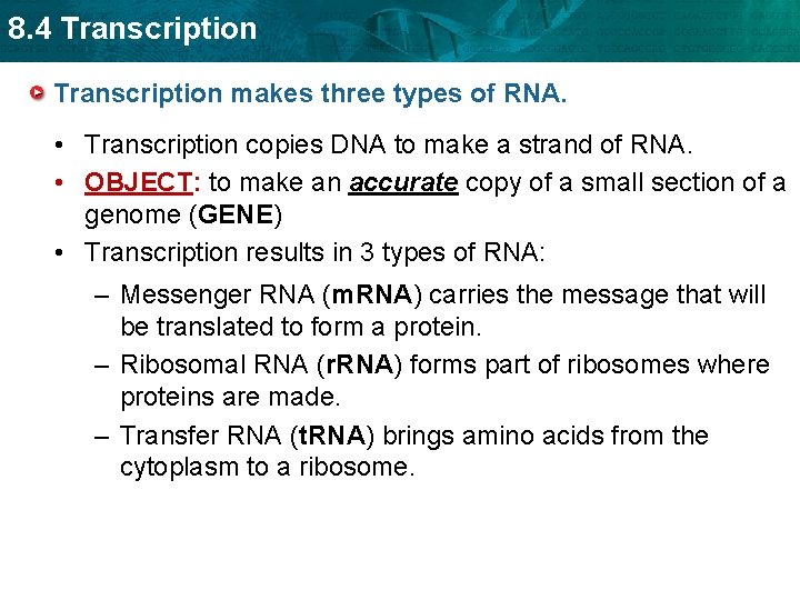 8. 4 Transcription makes three types of RNA. • Transcription copies DNA to make