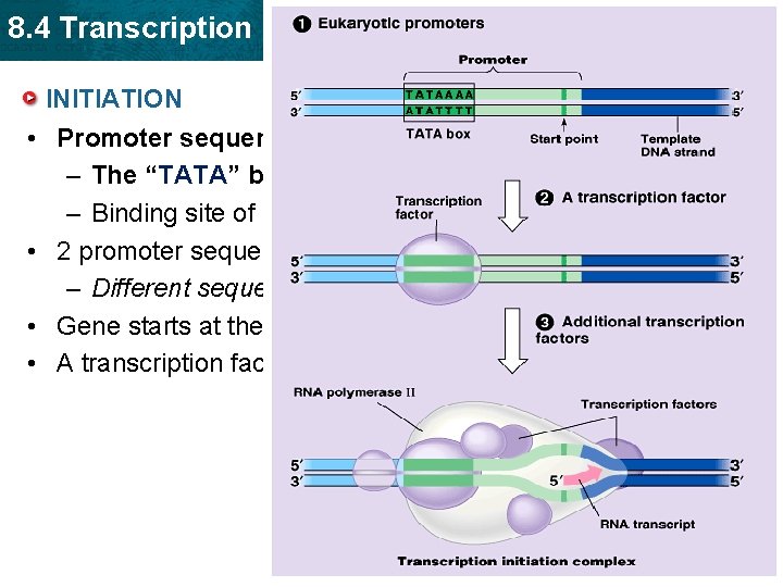 8. 4 Transcription INITIATION • Promoter sequences ID’s the correct strand location. – The