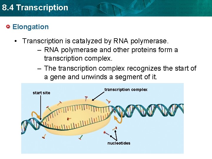 8. 4 Transcription Elongation • Transcription is catalyzed by RNA polymerase. – RNA polymerase