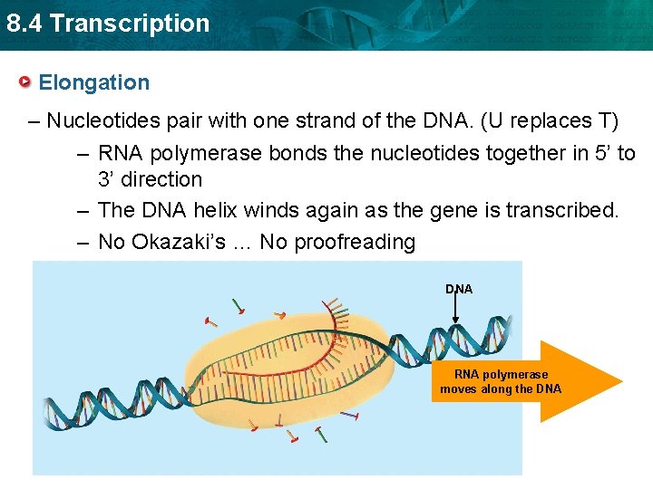 8. 4 Transcription Elongation – Nucleotides pair with one strand of the DNA. (U