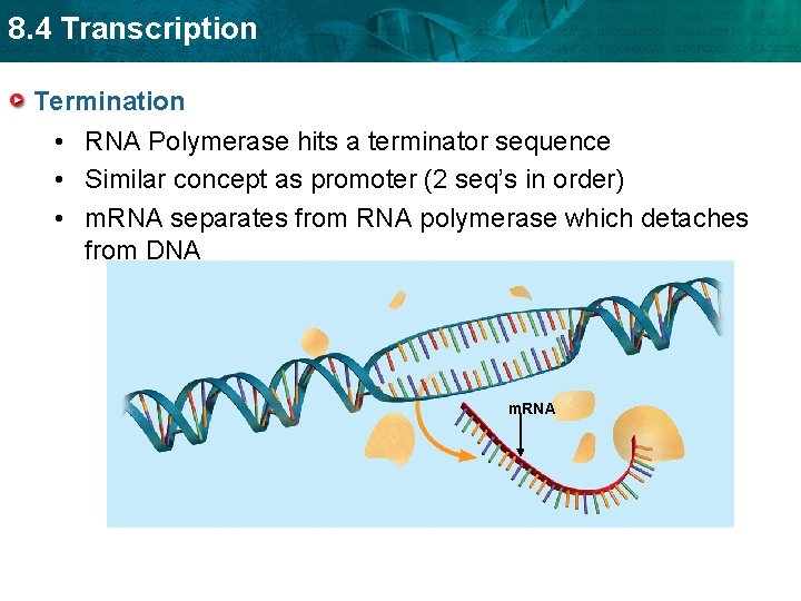 8. 4 Transcription Termination • RNA Polymerase hits a terminator sequence • Similar concept