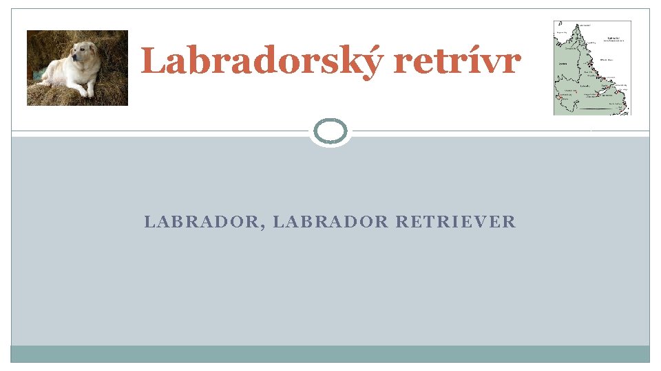 Labradorský retrívr LABRADOR, LABRADOR RETRIEVER 