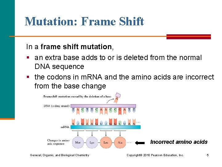 Chapter 21 Nucleic Acids and Protein Synthesis 21