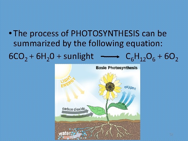  • The process of PHOTOSYNTHESIS can be summarized by the following equation: 6