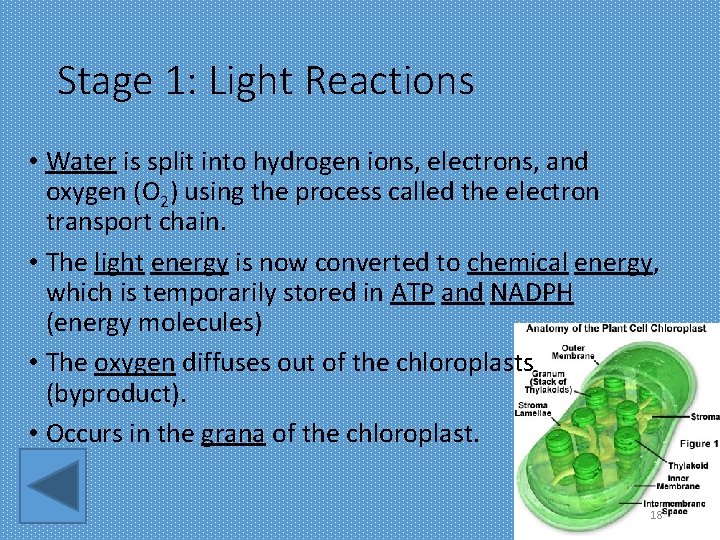 Stage 1: Light Reactions • Water is split into hydrogen ions, electrons, and oxygen