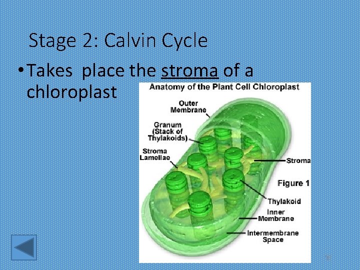 Stage 2: Calvin Cycle • Takes place the stroma of a chloroplast 20 