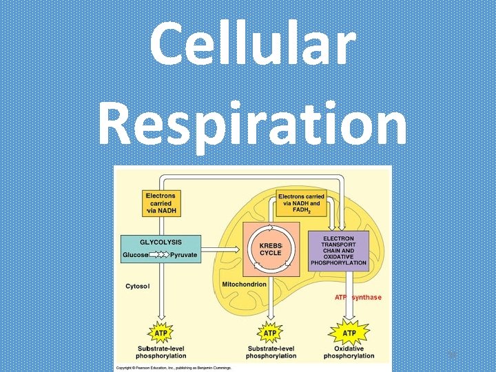 Cellular Respiration 24 