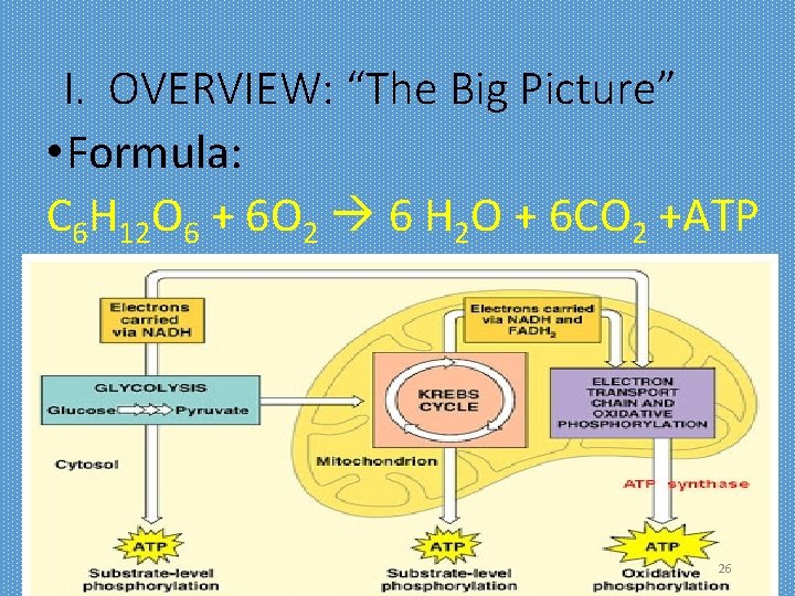 I. OVERVIEW: “The Big Picture” • Formula: C 6 H 12 O 6 +