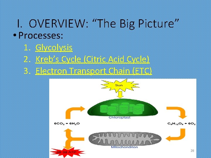 I. OVERVIEW: “The Big Picture” • Processes: 1. Glycolysis 2. Kreb’s Cycle (Citric Acid