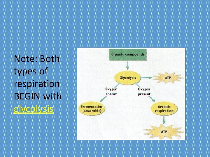Note: Both types of respiration BEGIN with glycolysis 31 