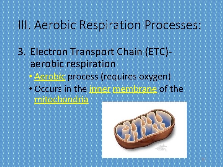 III. Aerobic Respiration Processes: 3. Electron Transport Chain (ETC)aerobic respiration • Aerobic process (requires