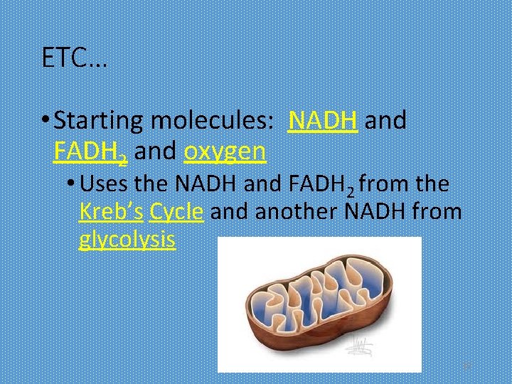 ETC… • Starting molecules: NADH and FADH 2 and oxygen • Uses the NADH