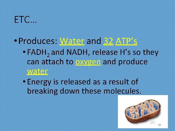ETC… • Produces: Water and 32 ATP’s • FADH 2 and NADH, release H’s