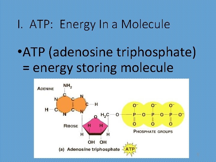 I. ATP: Energy In a Molecule • ATP (adenosine triphosphate) = energy storing molecule