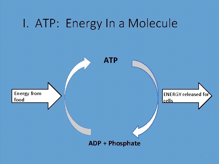 I. ATP: Energy In a Molecule ATP Energy from food ENERGY released for cells