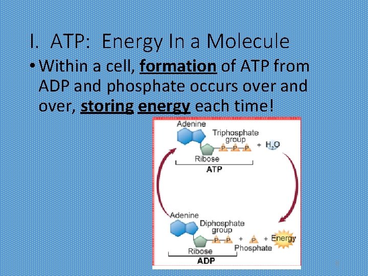 I. ATP: Energy In a Molecule • Within a cell, formation of ATP from