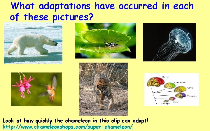 Key area 6 Evolution of Species Key area