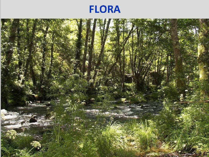 FLORA 