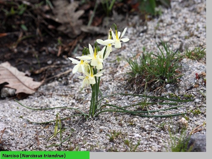 Narciso (Narcissus triandrus) 