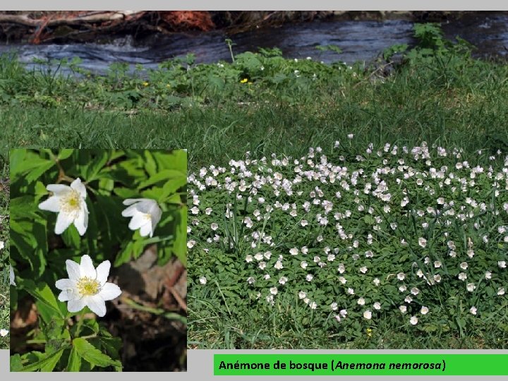 Anémone de bosque (Anemona nemorosa) 