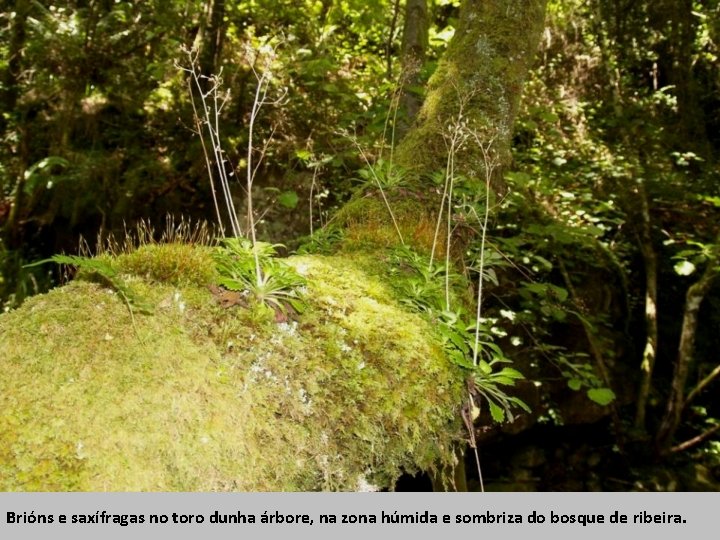 Brións e saxífragas no toro dunha árbore, na zona húmida e sombriza do bosque