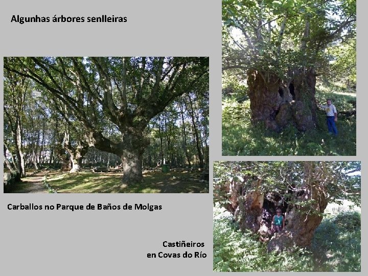 Algunhas árbores senlleiras Carballos no Parque de Baños de Molgas Castiñeiros en Covas do