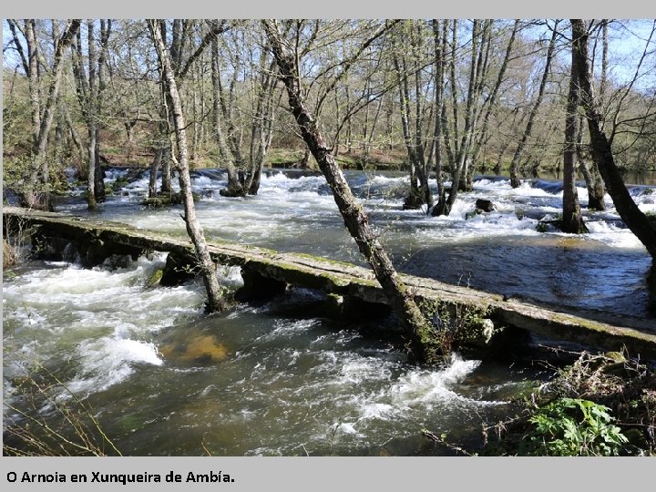 O Arnoia en Xunqueira de Ambía. 