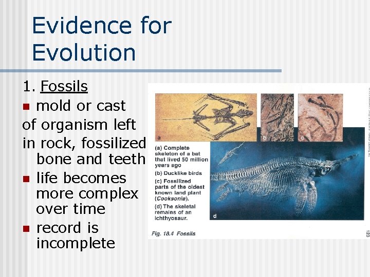 Evidence for Evolution 1. Fossils n mold or cast of organism left in rock,