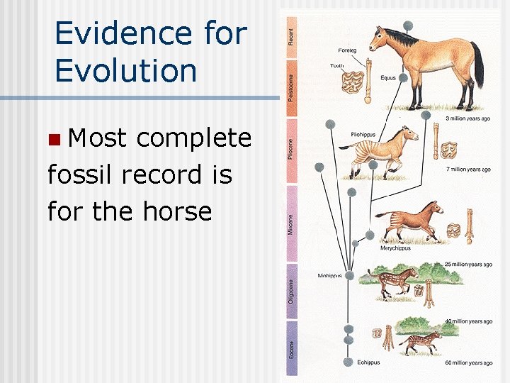 Evidence for Evolution n Most complete fossil record is for the horse 