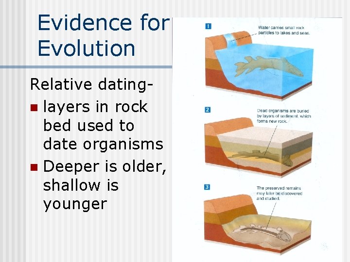 Evidence for Evolution Relative datingn layers in rock bed used to date organisms n