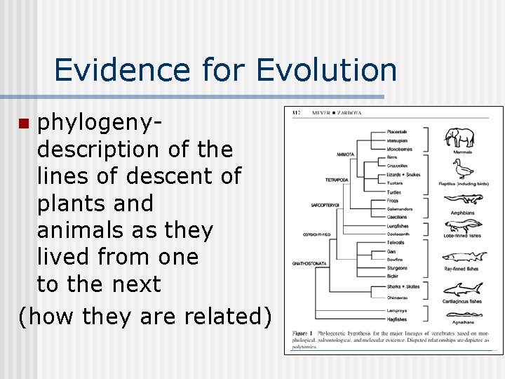 Evidence for Evolution phylogenydescription of the lines of descent of plants and animals as