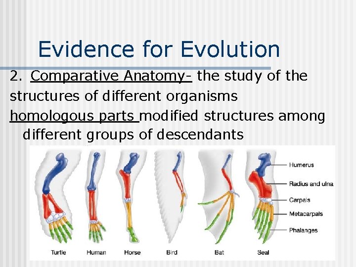 Evidence for Evolution 2. Comparative Anatomy- the study of the structures of different organisms