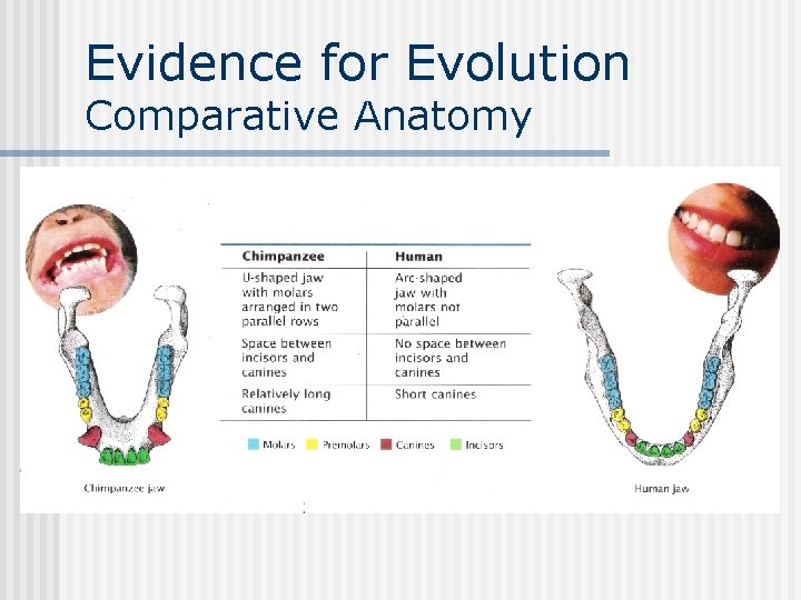 Evidence for Evolution Comparative Anatomy 