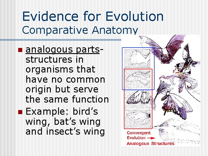 Evidence for Evolution Comparative Anatomy analogous partsstructures in organisms that have no common origin