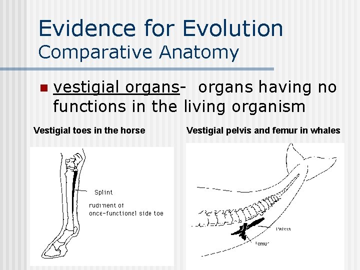 Evidence for Evolution Comparative Anatomy n vestigial organs- organs having no functions in the