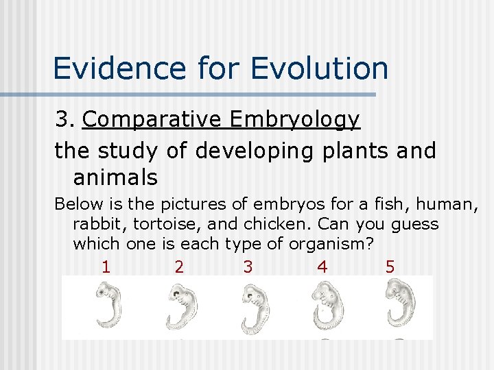 Evidence for Evolution 3. Comparative Embryology the study of developing plants and animals Below