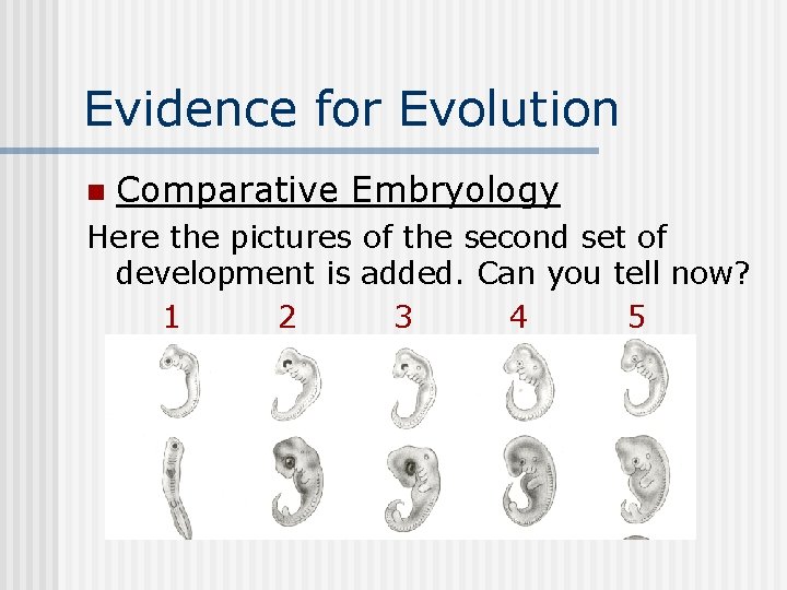 Evidence for Evolution n Comparative Embryology Here the pictures of the second set of