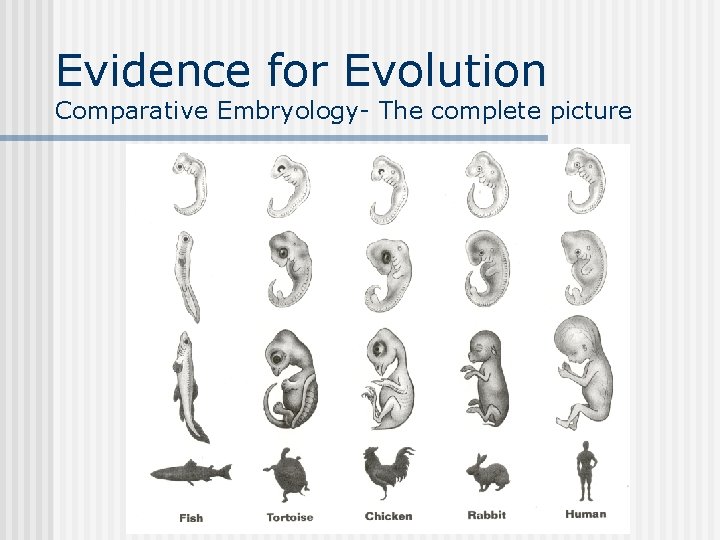 Evidence for Evolution Comparative Embryology- The complete picture 