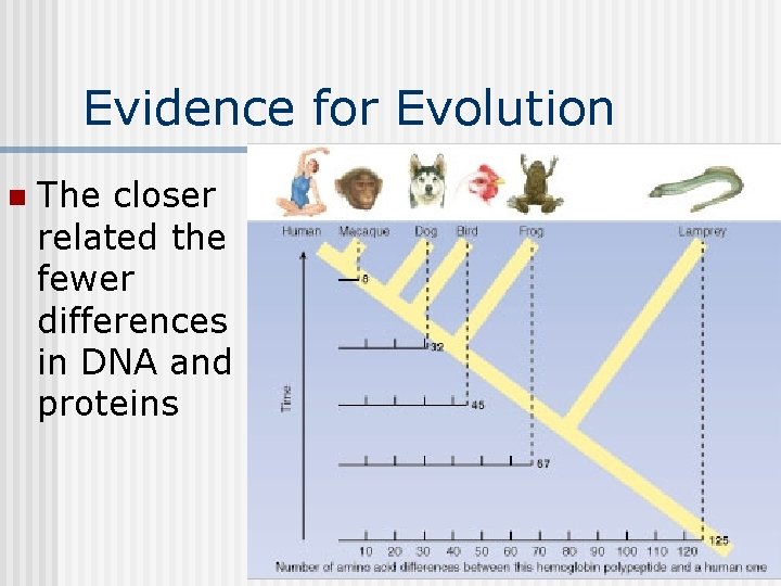 Evidence for Evolution n The closer related the fewer differences in DNA and proteins