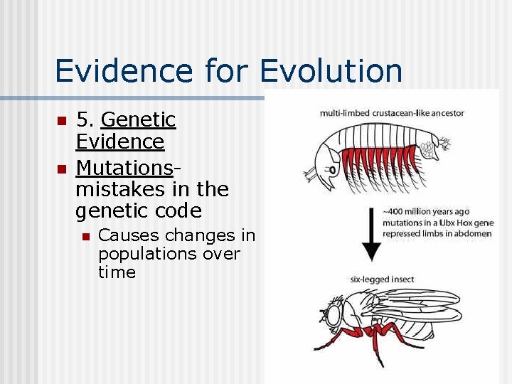 Evidence for Evolution n n 5. Genetic Evidence Mutationsmistakes in the genetic code n