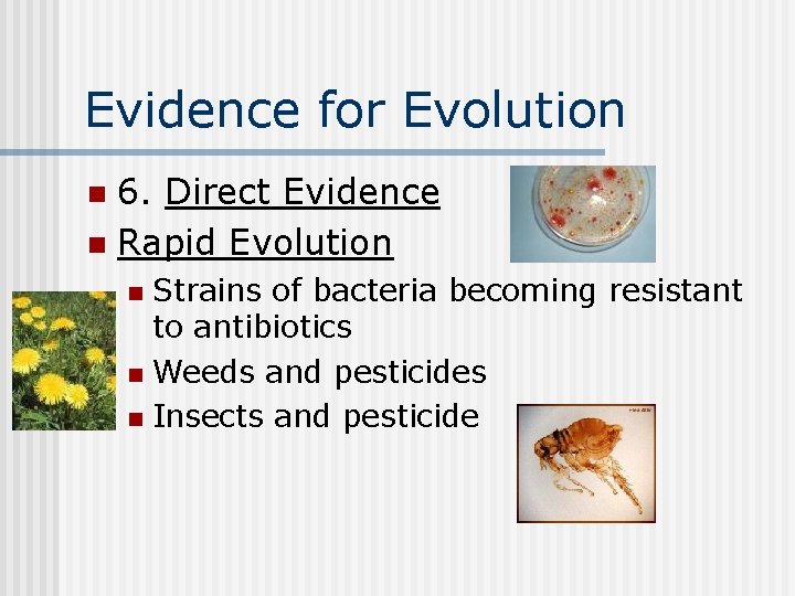 Evidence for Evolution 6. Direct Evidence n Rapid Evolution n Strains of bacteria becoming