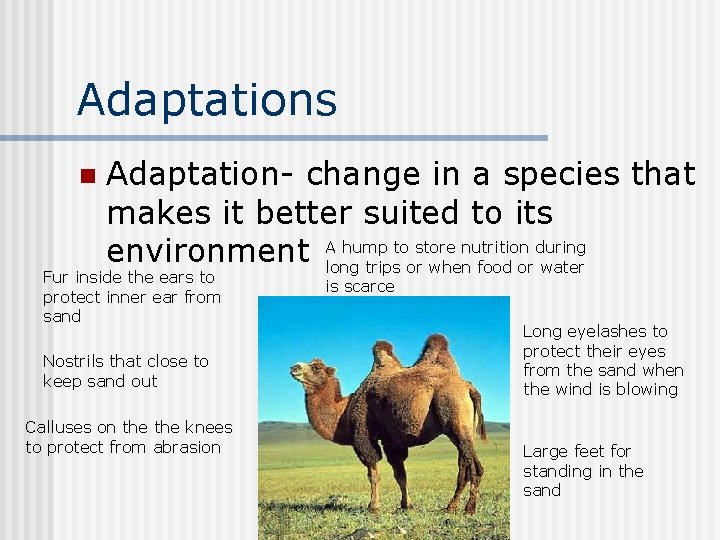 Adaptations n Adaptation- change in a species that makes it better suited to its